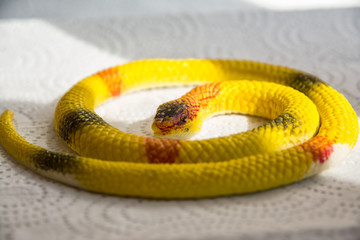 snake, reptile, animal, wildlife, python, nature, white, isolated, serpent, green, black, wild, scale, viper, snakes, dangerous, yellow, head, scales, white background, pet, venomous, skin