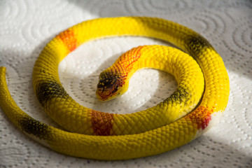 Fototapeta premium snake, reptile, animal, wildlife, python, nature, white, isolated, serpent, green, black, wild, scale, viper, snakes, dangerous, yellow, head, scales, white background, pet, venomous, skin
