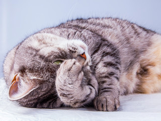 Beautiful grey cat colouring tabby