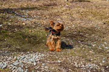 Yorkshire Terrier on a leash outdoors