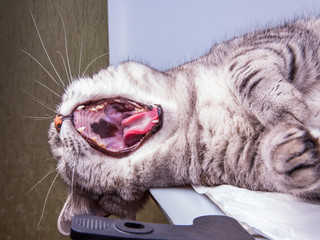 Beautiful grey cat colouring tabby