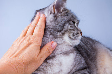 Beautiful grey cat colouring tabby