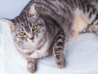 Beautiful grey cat colouring tabby