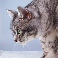 Beautiful grey cat colouring tabby