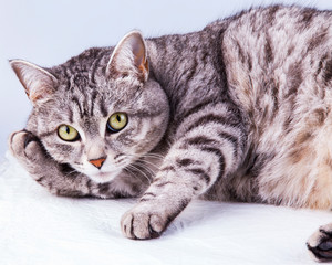 Beautiful grey cat colouring tabby