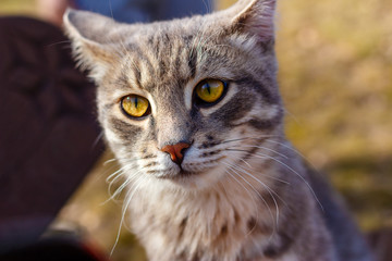 yellow-eyed gray cat with red nose and long mustache