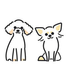 犬　ポーズ　表情　２匹　トイプードル　チワワ