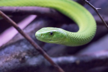 green snake on top of a branch