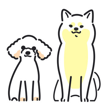 犬　ポーズ　表情　２匹　柴犬　トイプードル