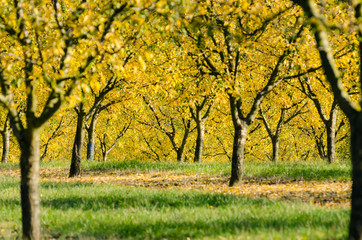 Fototapeta premium un verger d'arbres fruitiers automnal. des Mirabelliers automnal. des arbres en automne