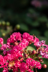 Obraz premium pink flower