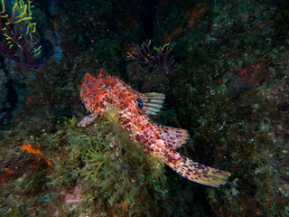 tropical fish on coral reef