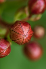Red Fruit