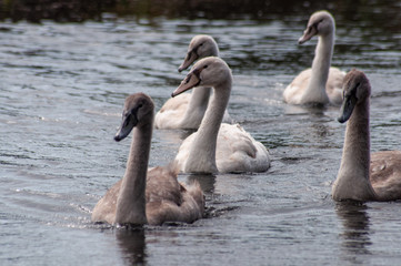 Tiere am Ijselmeer