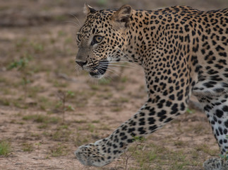 Leopard walking; leopard cub walking; Yala Leopards; leopard cub