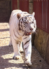 white bengal tiger 
