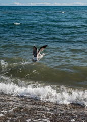 Seagulls feeding near the shore.
