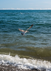 Seagulls feeding near the shore.