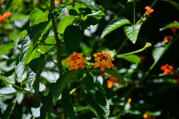 An orange flowers in the garden