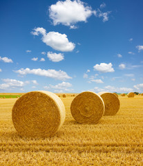 Yellow golden straw bales of hay in the stubble field, agricultural field under a blue sky with...
