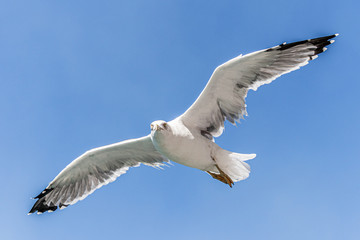 seagull in flight