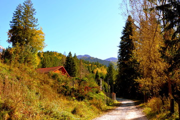 Obraz premium Typical landscape in the forests of Transylvania, Romania. Green landscape in the midsummer, in a sunny day