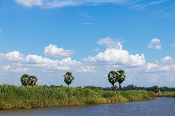 Sugar palm trees and grass and sky clouds.