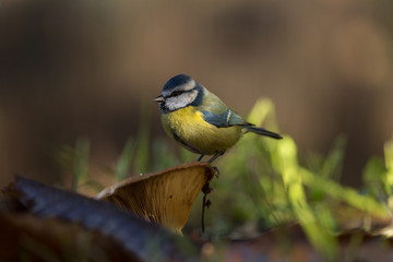 Obraz premium passeriforme