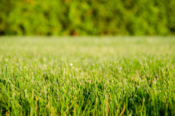 background of dew drops on bright green grass