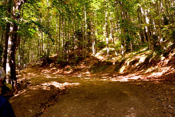 Forest Codlea. Typical landscape in Transylvania, Romania. Green landscape in the midsummer, in a sunny day
