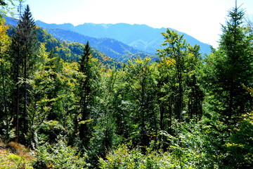 Typical landscape in the forests of Transylvania, Romania. Green landscape in the midsummer, in a sunny day
