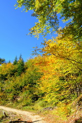 Typical landscape in the forests of Transylvania, Romania. Green landscape in the midsummer, in a sunny day