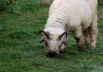 Obraz premium One sheep of a woolen breed on a background of green grass after rain eats grass. Close-up, horizontal, cropped shot, free space. Livestock concept.