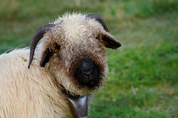 Portrait of a sheep with horns of wool breed on a background of green grass. Close-up, horizontal, cropped shot, free space. Livestock concept.