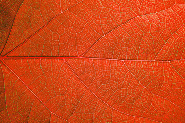Fototapeta na wymiar Background of green leaf plant close-up