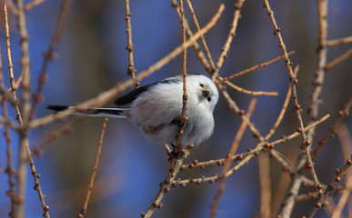 Bird Long-tailed Tit or Long-tailed Bushtit (Aegithalos caudatus) hen gathers food on larch branches