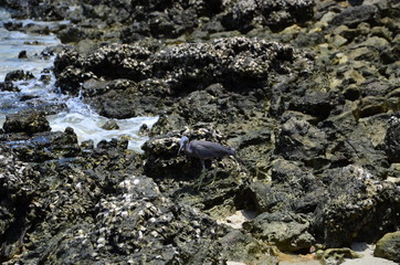 Crawling crab on the rocks