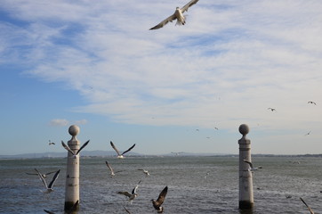 Hunting seagulls on the beach