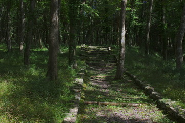 森の中の階段