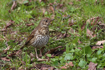 Song Thrush (Turdus philomelos) froze among the young green grass in spring
