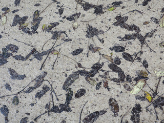 pattern of fallen wet leaves on a sandy path in the park