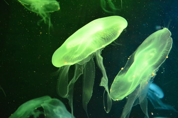 The green jellyfish in water