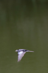 Fototapeta premium flying white wagtail