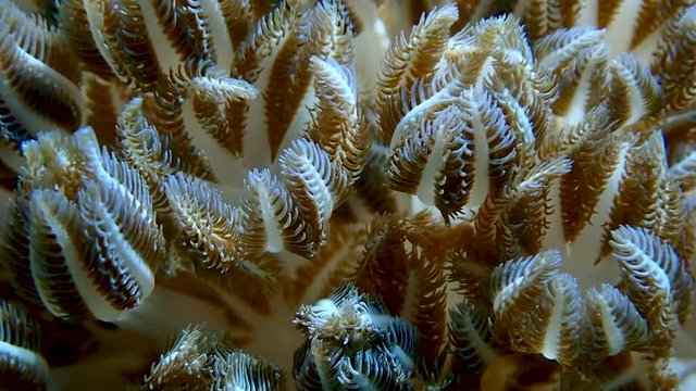 Pulsating soft coral (Xeniidae) dances with ocean current while its tentacles opens and closes in slow motion to feed on planktons and algae. Moalboal, Cebu, Philippines.