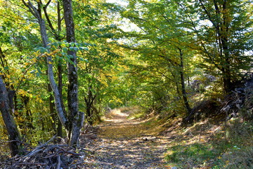 Typical landscape in the forests of Transylvania, Romania. Green landscape in the midsummer, in a sunny day