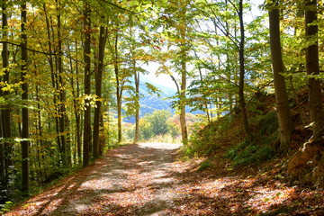 Obraz premium Typical landscape in the forests of Transylvania, Romania. Green landscape in autumn, in a sunny day