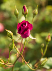 burgundy rose on a branch
