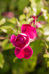 Fototapeta na wymiar burgundy rose on a branch