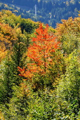 Fototapeta premium Typical landscape in the forests of Transylvania, Romania. Green landscape in autumn, in a sunny day