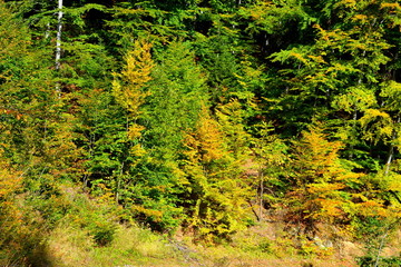 Typical landscape in the forests of Transylvania, Romania. Green landscape in autumn, in a sunny day